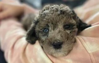 Blue merle Cavapoo puppy being hugged