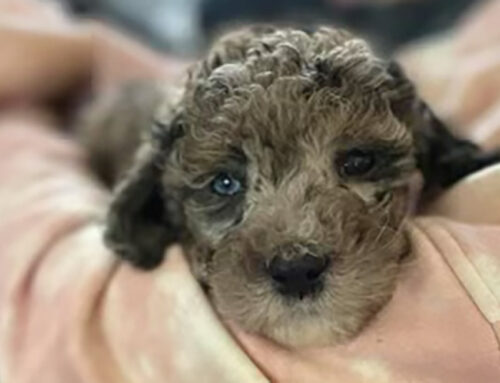 What Is a Blue Merle Cavapoo, and Are They Rare?