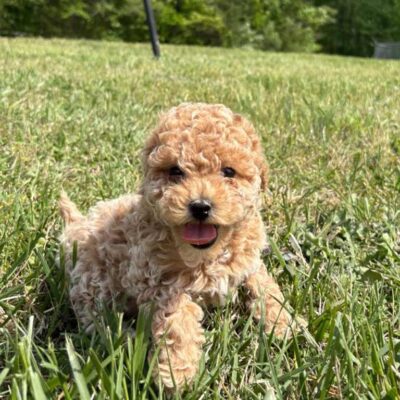 Cavapoo puppy playing in the grass outside