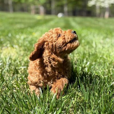 Cavapoo puppy sunbathing in the grass