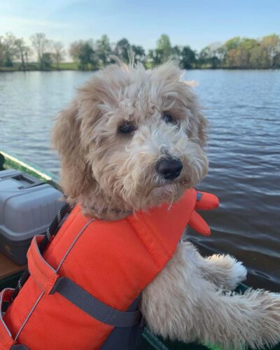 Dog on a boat, a great way to keep your dog cool during the summer