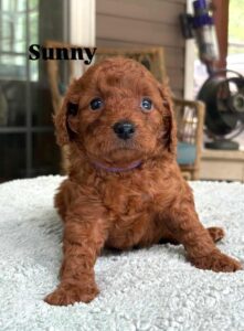 why choose Cavapoo puppies for sale