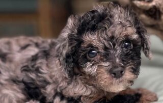 Merle Cavapoo with all natural fleas and ticks preventio