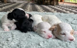 How to Get a Puppy to Sleep through the night? Four puppies sleeping