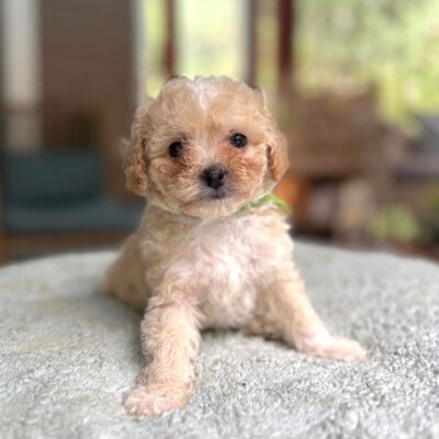 White Cavapoo puppy at Jones Farm Puppies