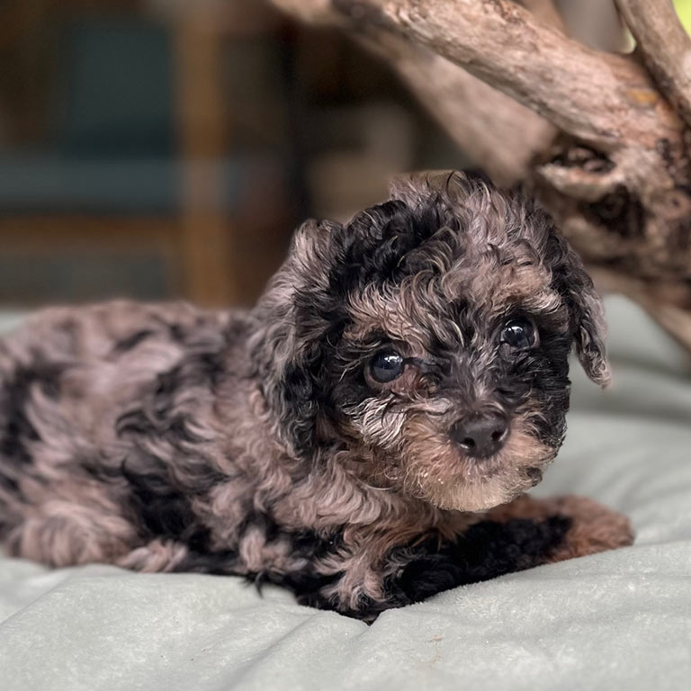 Cavapoo puppy with a dark merle coat