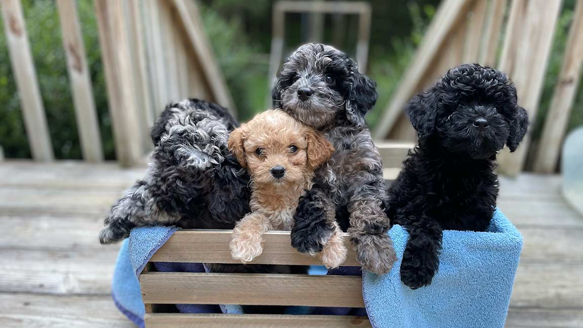 Cavapoo puppies after their owner found out his dog's age