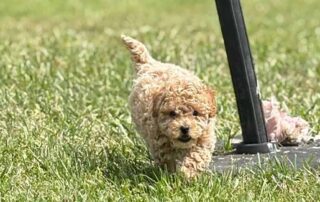 Cavapoo puppy running in the grass