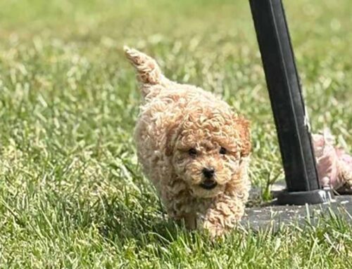 How to Tell a Dog’s Age: A Simple Guide