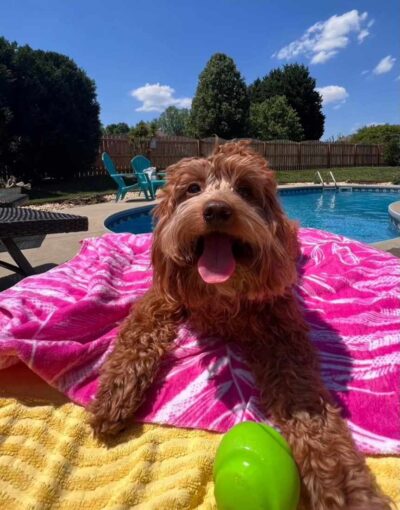 Dog with his tongue out ready for licking, floating in the pool with a pink floatie