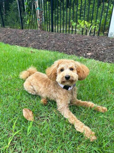 Adult Cavapoo dog laying down in the grass
