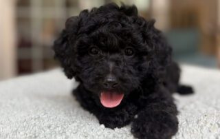 Black Cavapoo puppy at Jones Farm Puppies