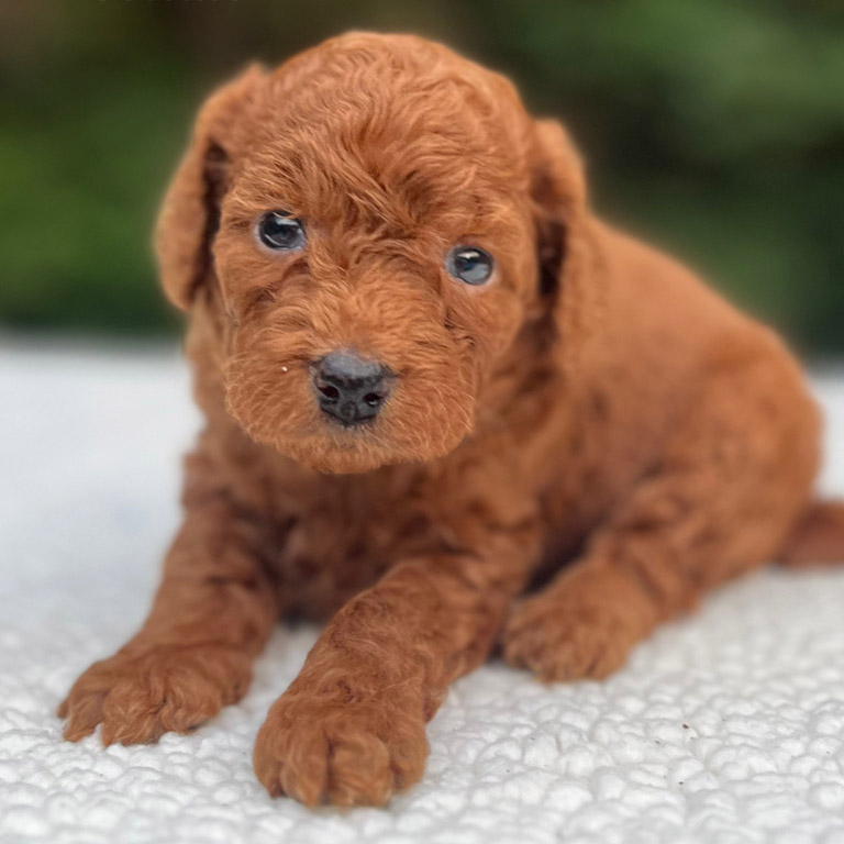 Light brown Cavapooo puppy