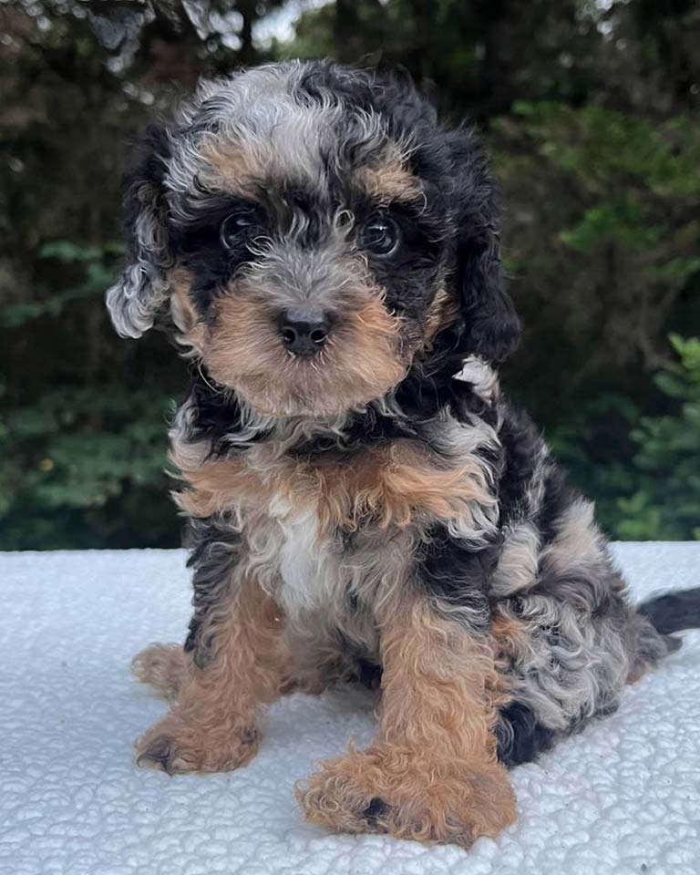 Merle Cavapoo puppy, one of the puppies with wet noses for sale