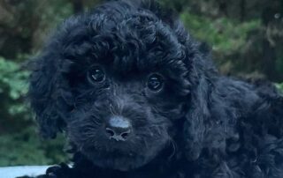 Black Cavapoo puppies with wet noses