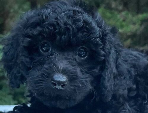 Wet Noses: Why Dogs Have Them and What It Means