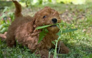 Cavapoo puppy laying in the grass with a piece of grass in his mouth