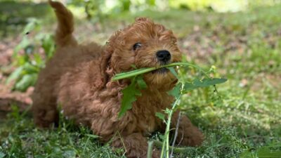Visual Reference: Why Do Dogs Eat Grass A Breeder S Complete Guide