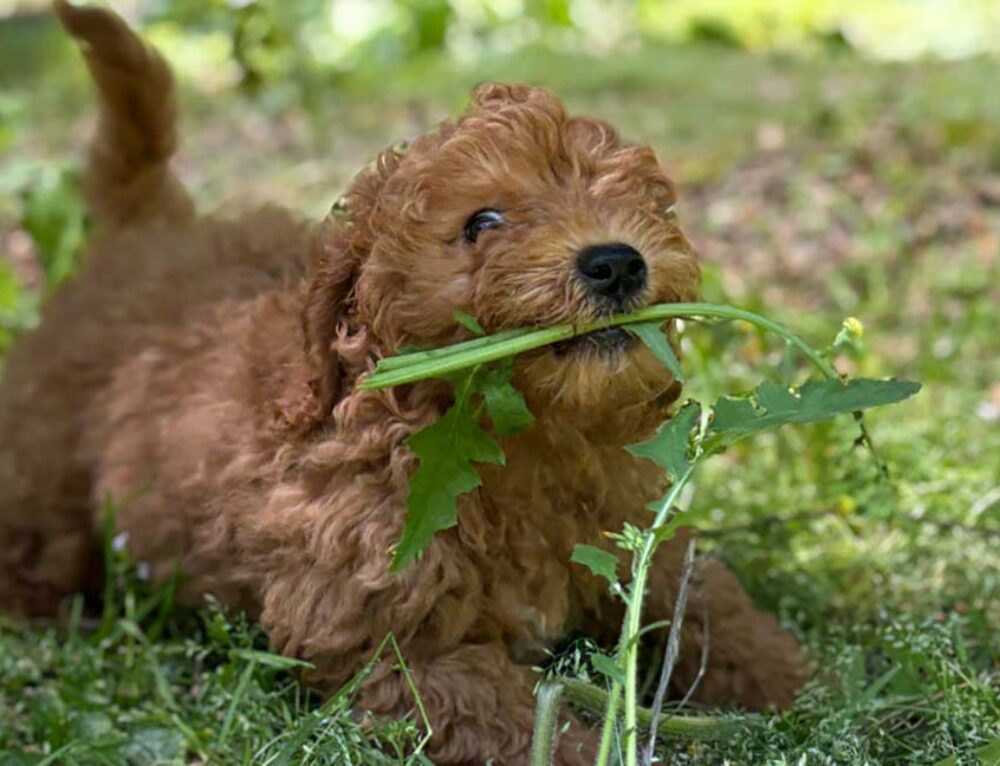 Merle Cavapoo: A Rare and Beautiful Coat