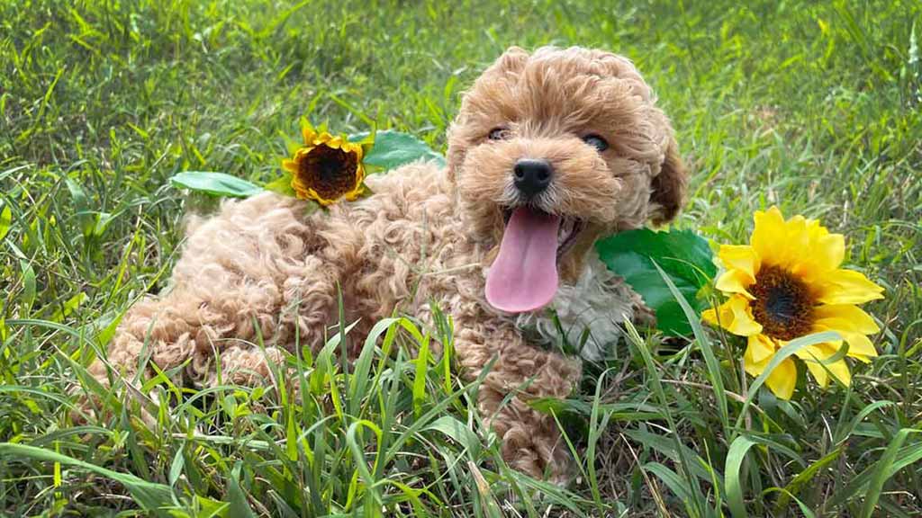 Available-Cavapoo-Puppies Available Cavapoo Puppies