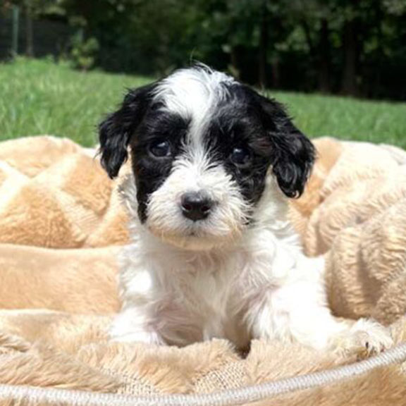 Cavapoo-Puppies Cavapoo puppies 1