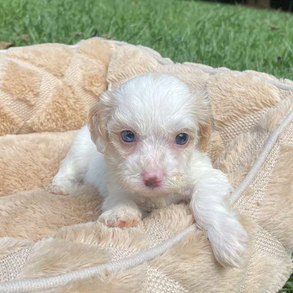 Cavapoo-Puppies-at-Jones-Farm-Puppies Cavapoo Puppies at Jones Farm Puppies