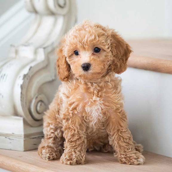 Cavapoo-Puppy Cavapoo Puppy