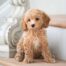 Mini Cavapoo: A Complete Guide