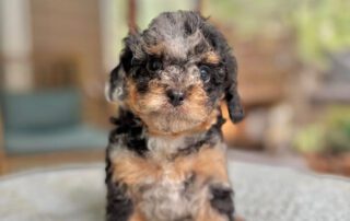 Merle Cavapoo puppy at Jones Farm Puppies