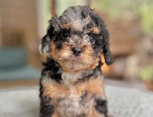 Cavapoo Sleep Patterns: Is Your Pup Sleeping Too Much?
