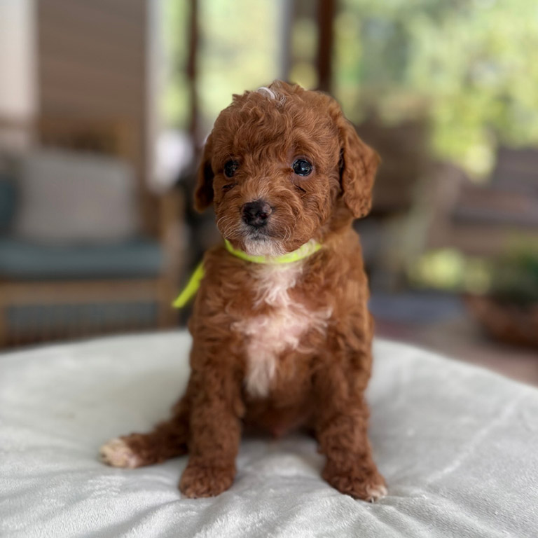 Healthy puppy with no dog scooting 