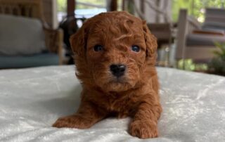 Cavapoo puppy at Jones Farm Puppies