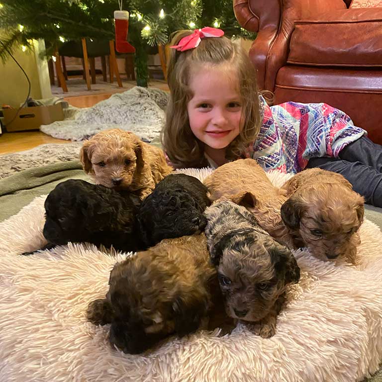 Young girl laying down with four Cavapoo puppies