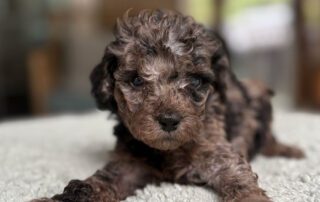 How to Communicate With Your Cavapoo? Merle Cavapoo