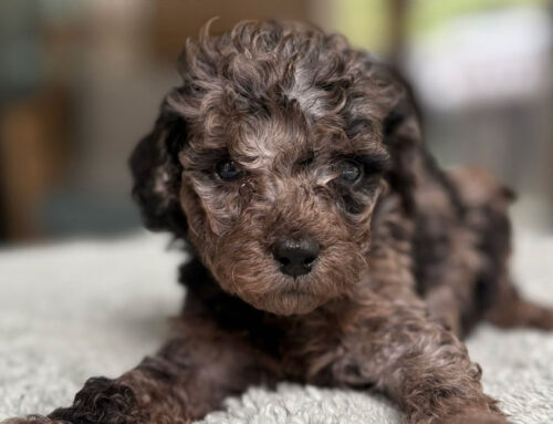 How to Communicate With Your Cavapoo