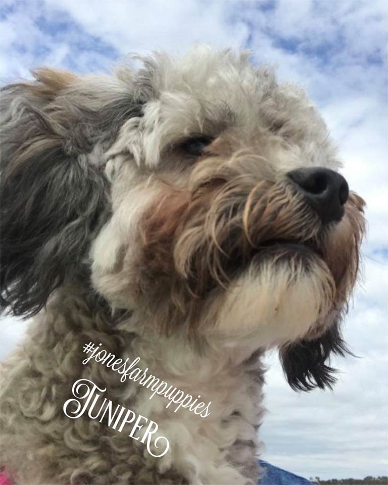 Junniper—Jones-Farm-Puppies