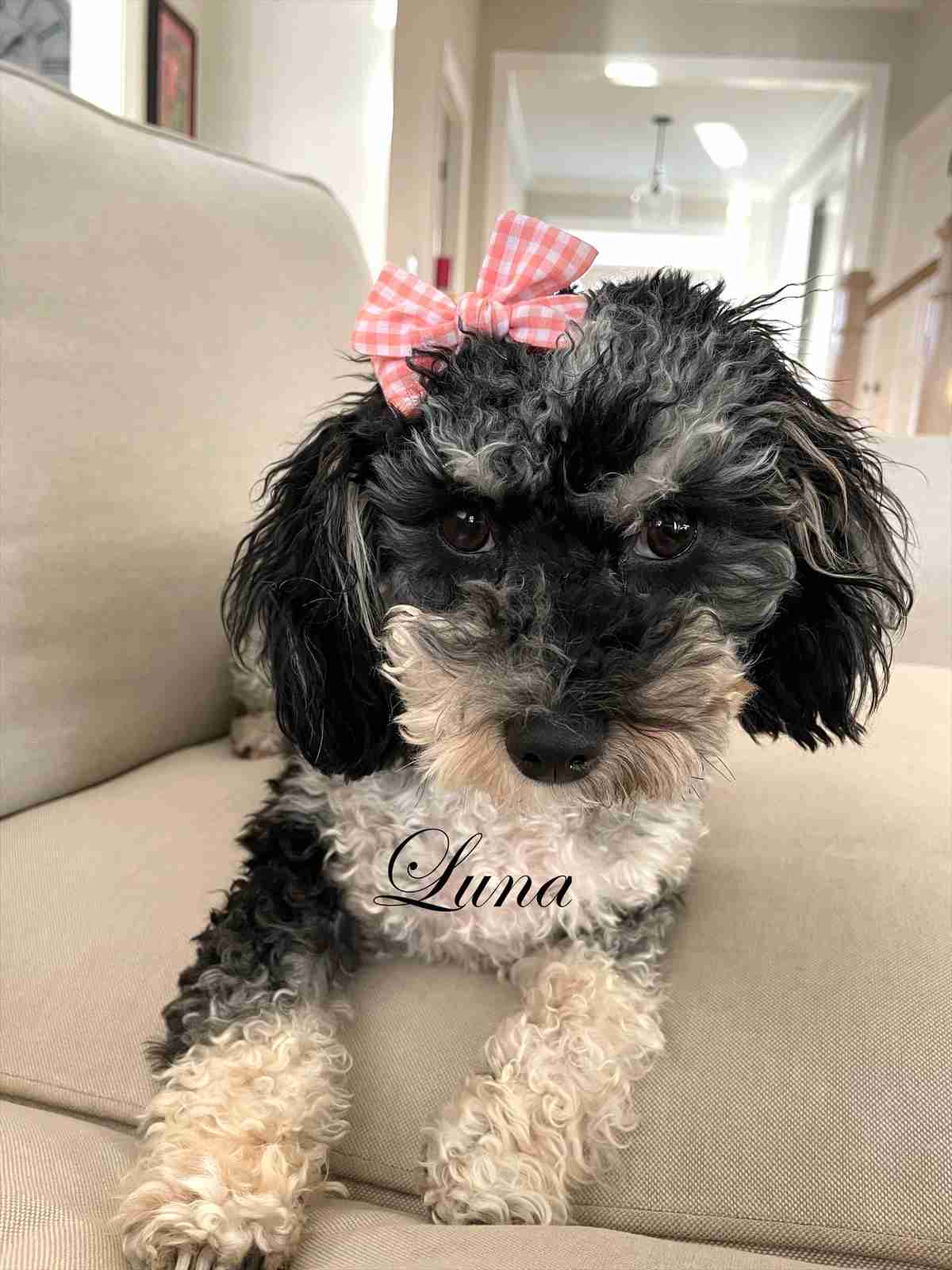 A curly-haired black and white dog with a pink checkered bow on its head lies on a beige couch. The name Luna is written in script on the dogs chest area.