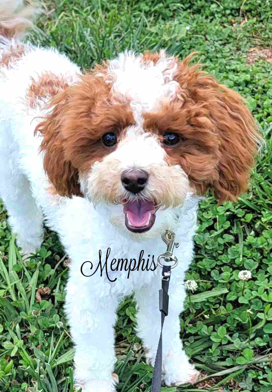 Memphis