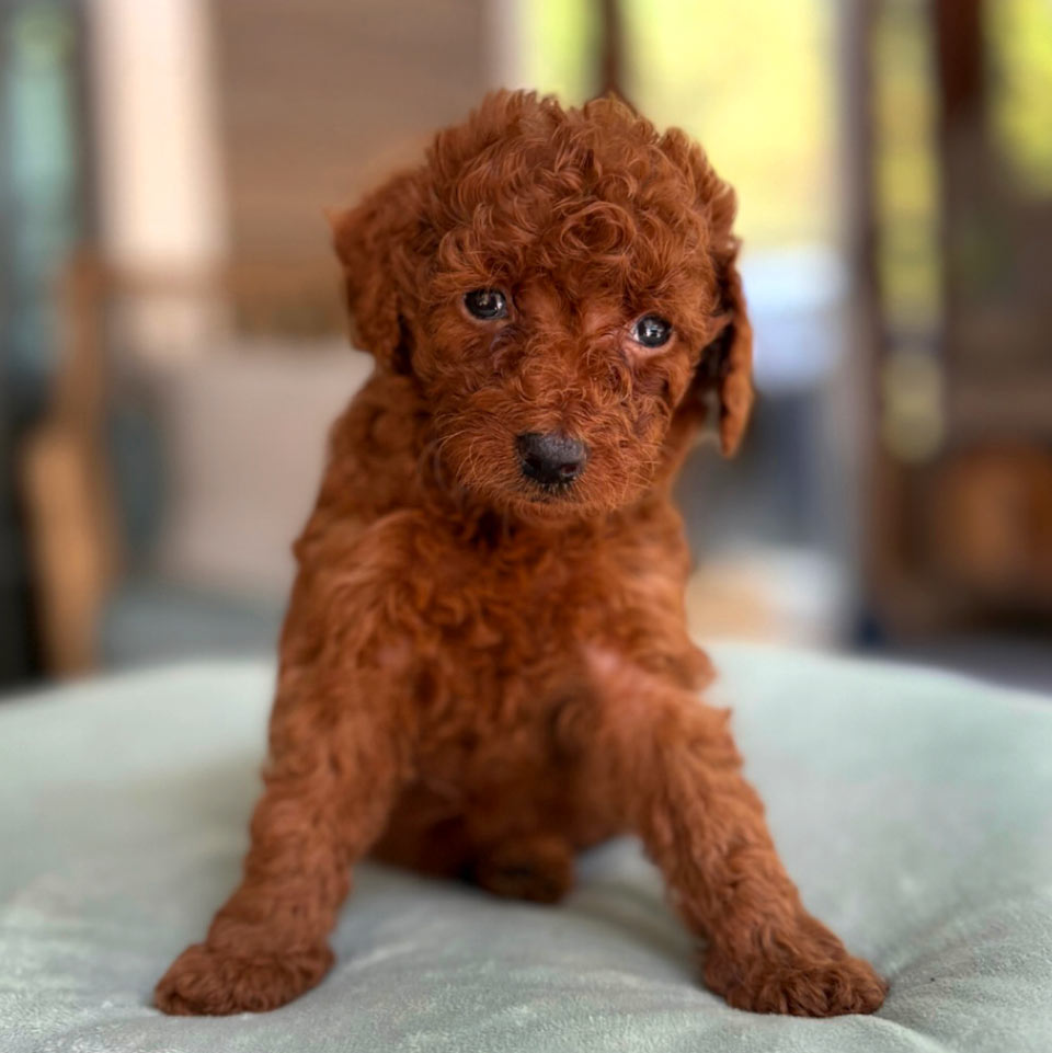 Micro-Mini-Goldendoodles