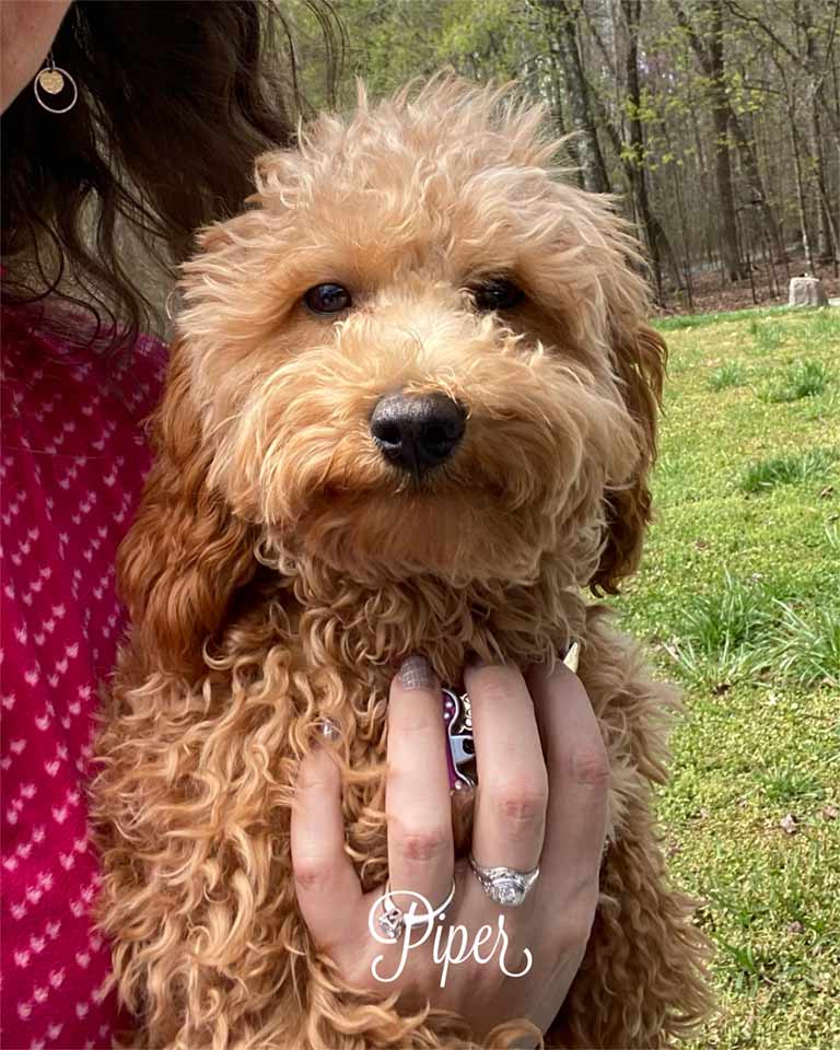 Piper—Jones-farm-Puppies
