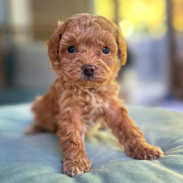 Cavapoo Puppies for sale | Red Cavapoo Sitting Up