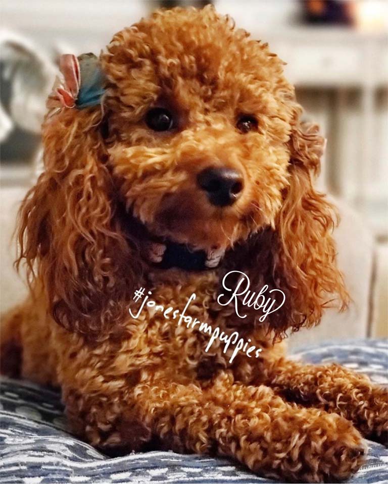 Ruby—Jones-Farm-Puppies