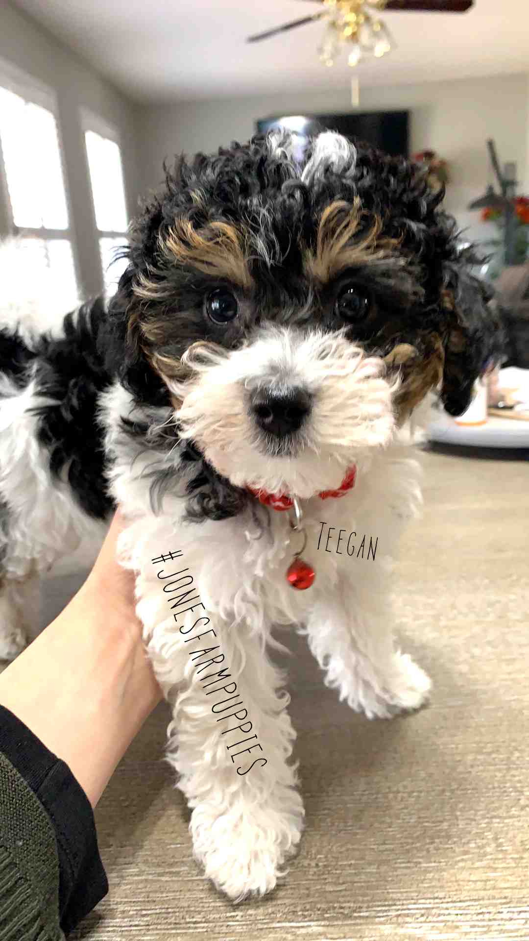 Teegan