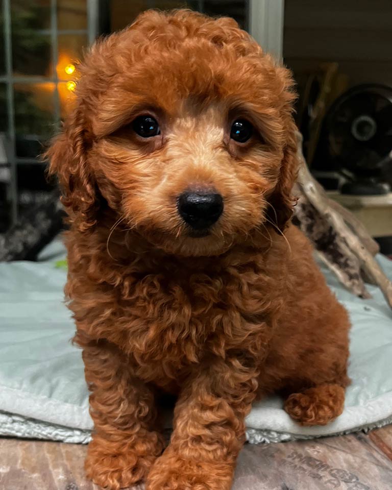 Brown Cavapoo