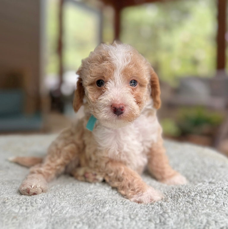 Cavapoo puppy laying on a blanket