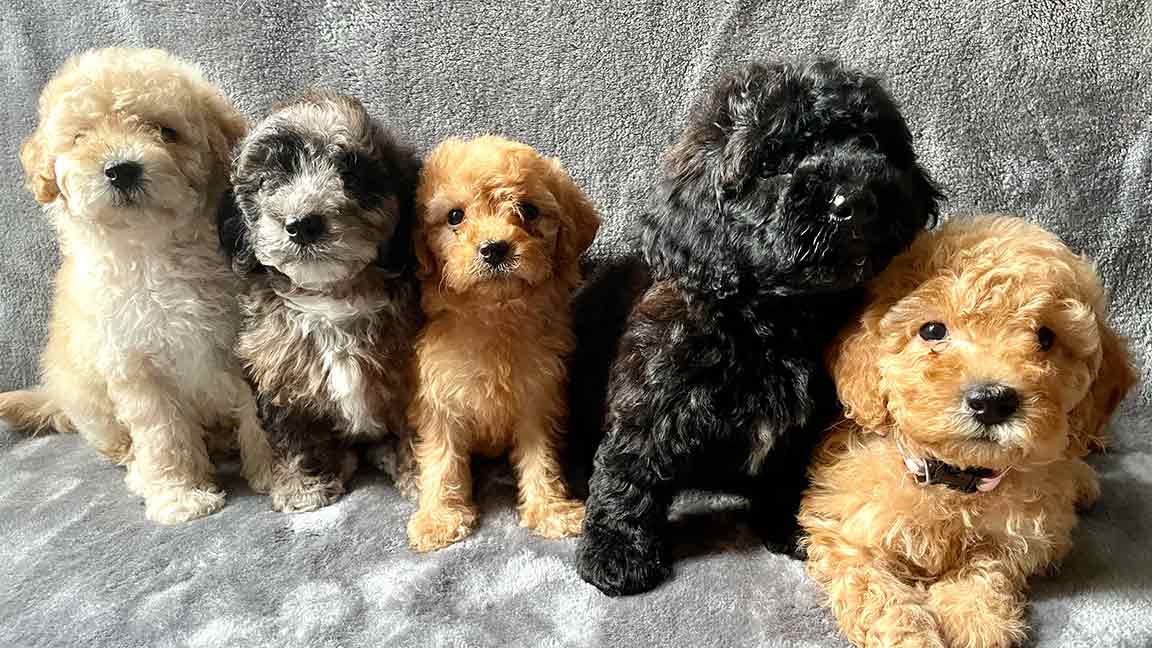 Cavapoo puppies at Jones Farm Puppies who are given at least one supplement a day