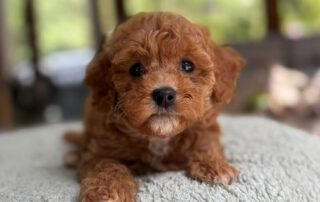 Cavapoo puppy for sale at Jones Farm Puppies