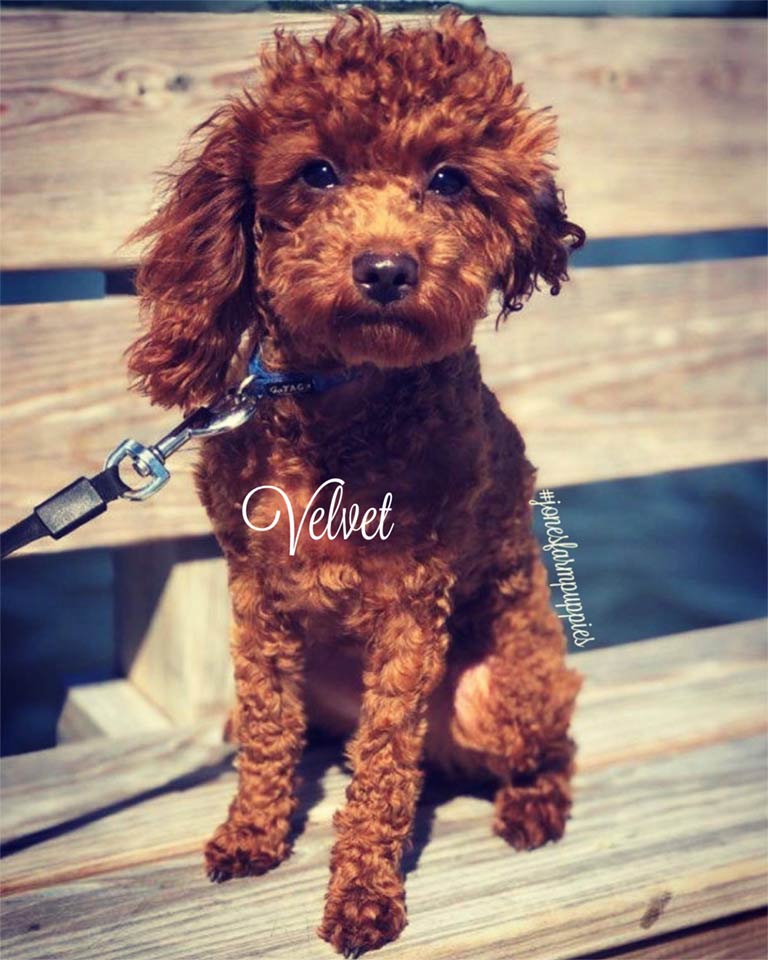 Velvet—Jones-Farm-Puppies