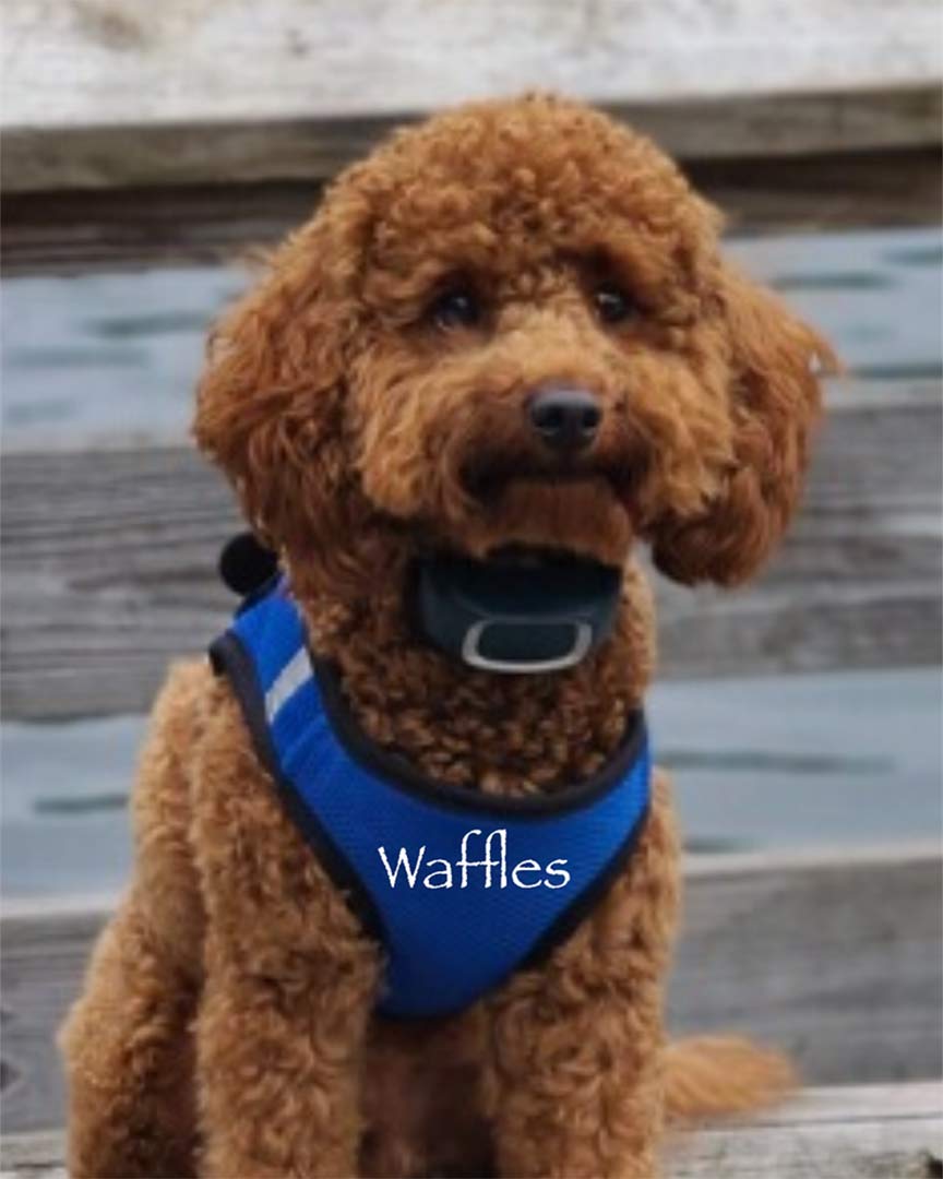 Waffles—Jones-Farm-Puppies