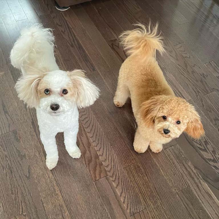 Two Cavapoo dogs with a fresh haircut wagging their tails